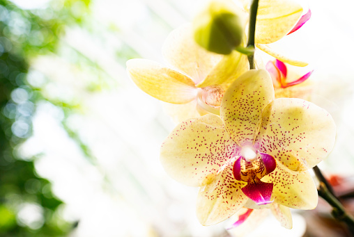 Yellow and pink orchid in blossom