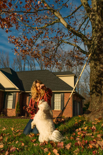 istock Playing with Maltipoo in Autumn leaves 1438050019