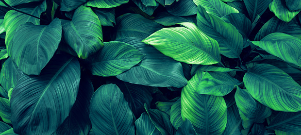 closeup nature view of green leaf background. Flat lay, dark nature concept, tropical leaf