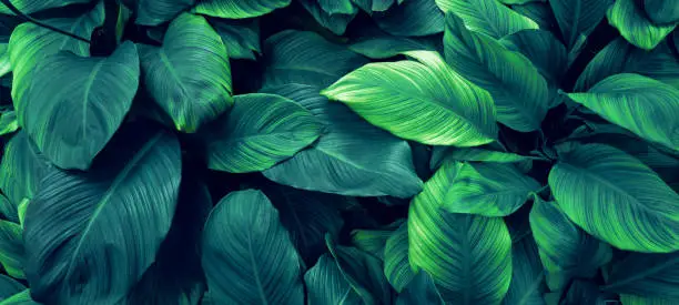 Photo of closeup nature view of green leaf background.