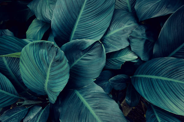 istock closeup nature view of green leaf background. 1438050083