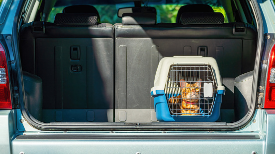 Carrier for cats in the trunk of a car. Transportation of pets