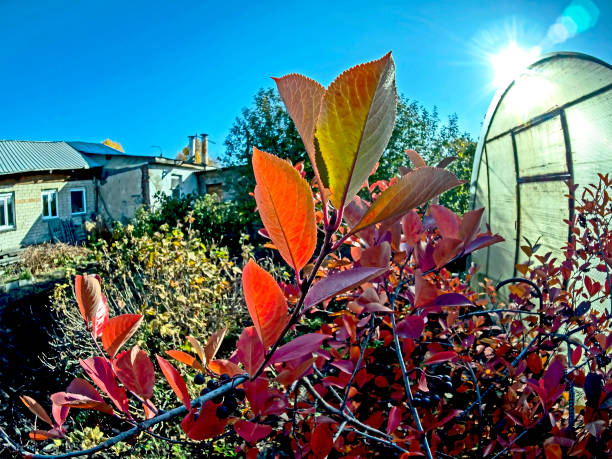 istock red autumn leaves on black mountain ash branches 1438052783