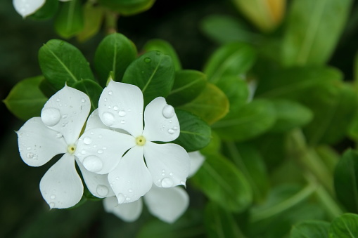 White flowers of Madagascar Periwinkle and blur green leaves background, droplets are on the petal. Another name is West Indian Periwinkle, Indian Periwinkle, Pink Periwinkle, Old Maid, Vinca.