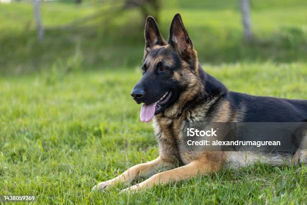 Dog Portrait Stock Photo - Download Image Now - German Shepherd, Animal, Animal Body Part