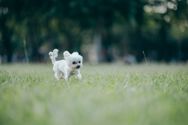 istock Maltese dog in public park 1438063159