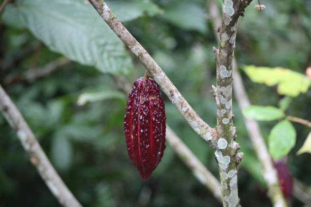 istock Closeup shot of a cacao fruit on a tree branch with a blurred background 1438064570