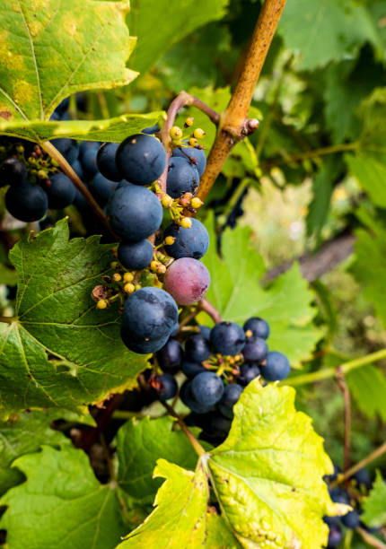 istock Vertical shot of fresh grapes on a branch 1438064634