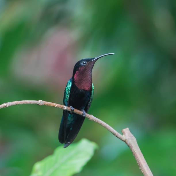istock Purple-throated Carib, hummingbird 1438064818
