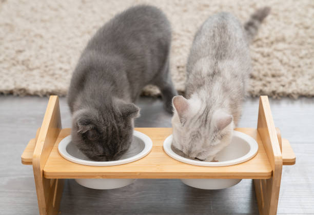 istock Small white kitten with black stripes eating food on white bowl, cat scottish fold breed on the room. 1438065738