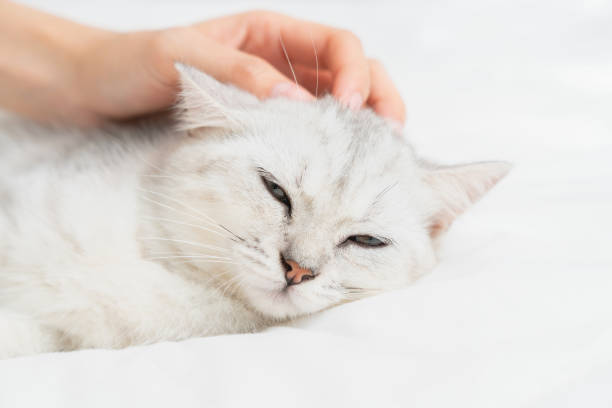 istock Small Scottish fold kitten lying down on white bed of relaxing with woman hand touch head in home. 1438065764