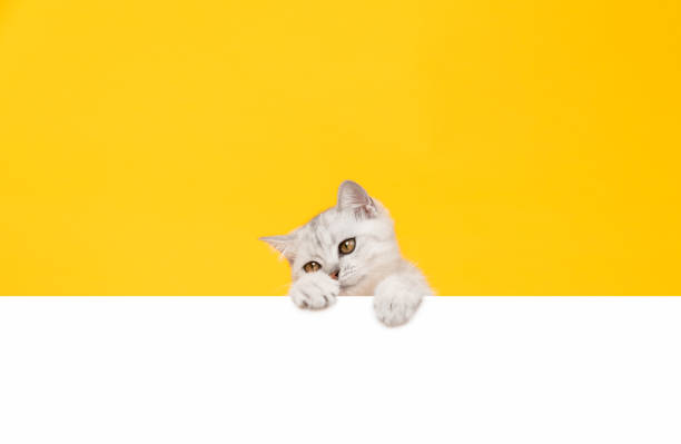 istock Small white kitten head with black stripes, paw up on blank white paper, cat Scottish fold breed on orange background. for advertising signs. 1438065834