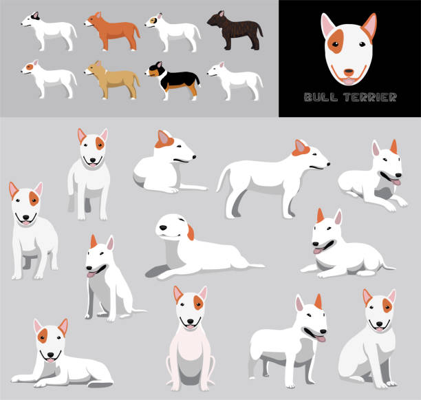 Dog Bull Terrier Brown Coat Cartoon Vector Illustration Color Variation Set Animal Cartoon EPS10 File Format bull terrier stock illustrations