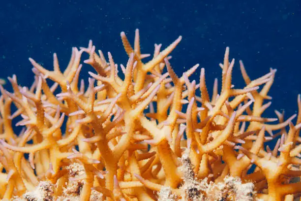 Organ pipe coral, Hemp ice s Acropora Sea life  Macro, close up. Coral reef  Underwater photo Scuba Diver Point of View Red sea