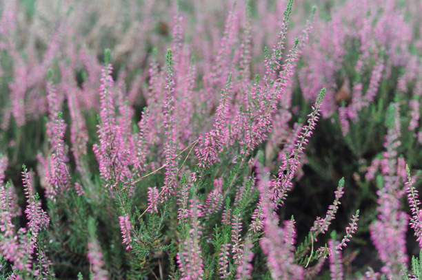 istock Heather or heath on heathland in full bloom and blossom in autumn or fall 1438070962