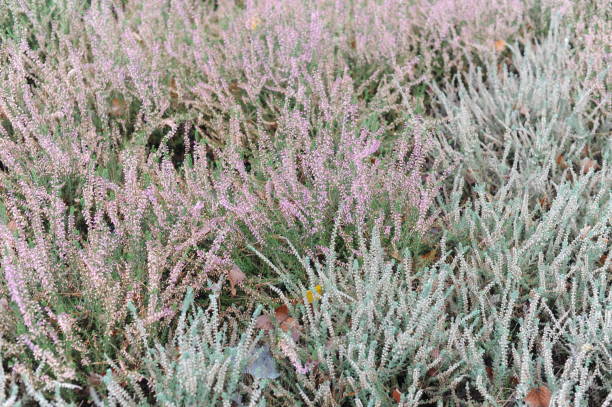 istock Heather or heath on heathland in full bloom and blossom in autumn or fall 1438070974
