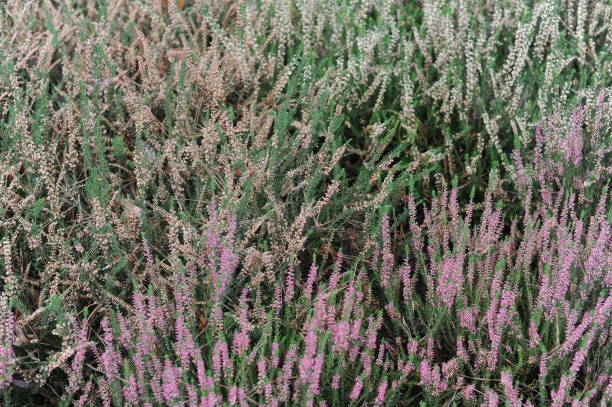 istock Heather or heath on heathland in full bloom and blossom in autumn or fall 1438070976