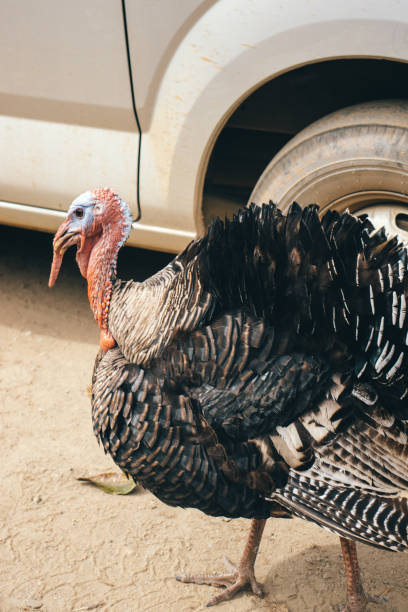istock A turkey on the route to Aguas Calientes, Peru 1438071162