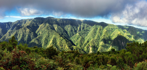 Rain forest on green mountain landscape in Madeira, Portugal ( Levada da Ribeira da Janela ), jungle