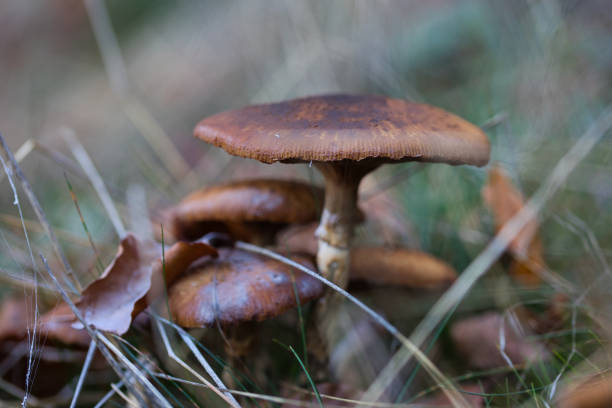 秋林のキノコ - magic mushroom moss autumn outdoors ストックフォトと画像