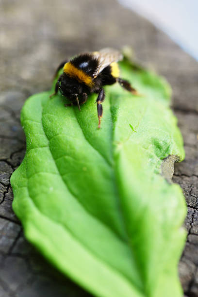 A vertical shot of a bumblebee sitting on a green leaf