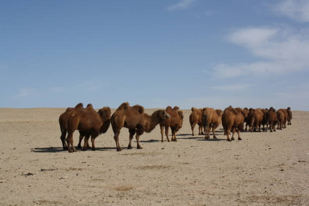 herd of bactrian camels in gobi desert, umnugovi province, mongolia. - bactrian camel imagens e fotografias de stock