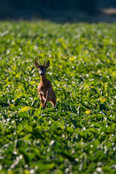 istock Vertical shot of a cute deer in a beautiful field 1438075136