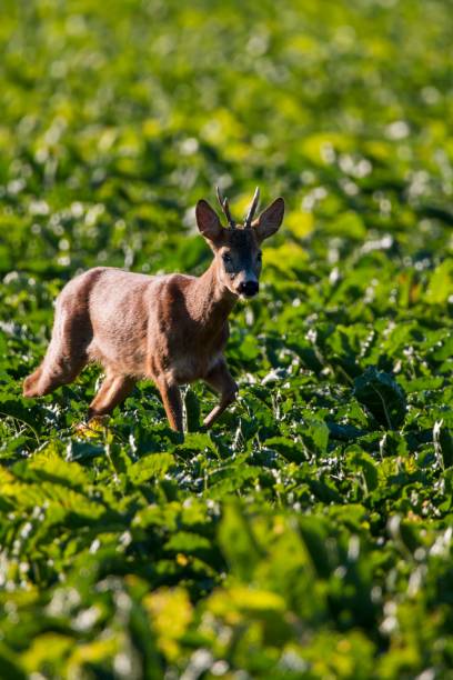 istock Vertical shot of a cute deer in a beautiful field 1438075138