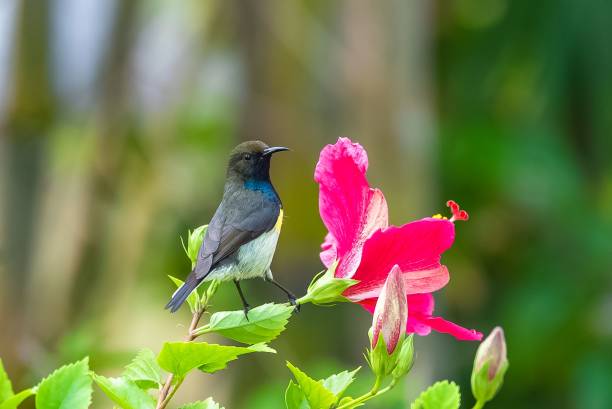 istock Newton's sunbird, male, beautiful bird in Sao Tome 1438075209