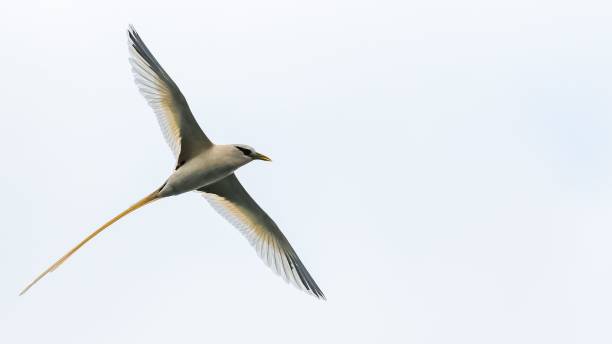weißschwanz-tropikvogel, fliegender vogel - sao tome and principe stock-fotos und bilder