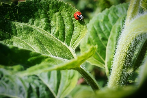 A ladybug on a green leaf of a plant