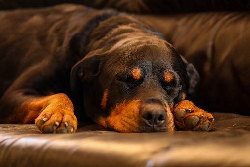 A closeup shot of a cute domestic Rottweiler dog sleeping on a leather sofa