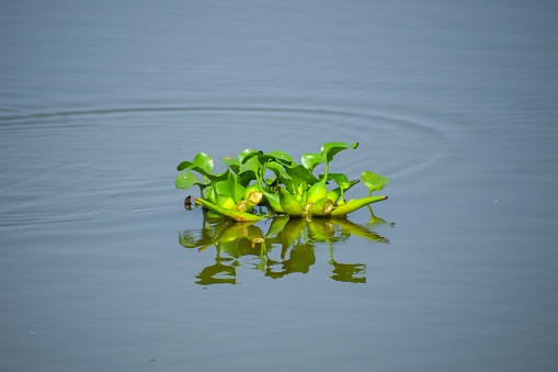 Primer plano del jacinto de agua eyhorniya (Eichornia crassipes) en el estanque photo