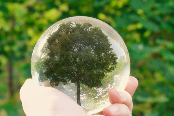 istock Hand holding a glass globe with a tree in it 1438075815