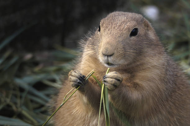 istock Selective focus shot of a prairie dog eating grass 1438075923