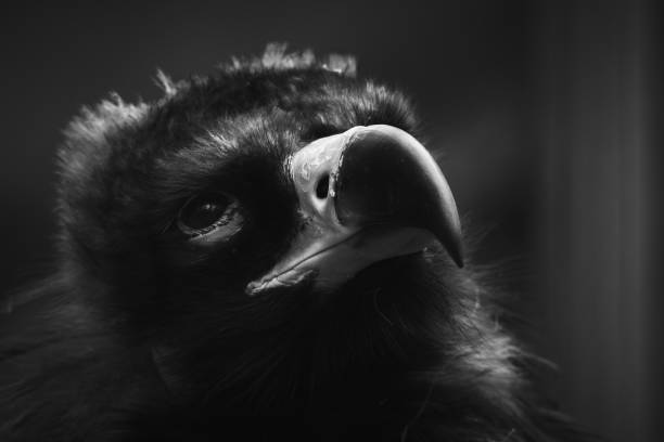 istock Selective focus shot of a black vulture 1438075945