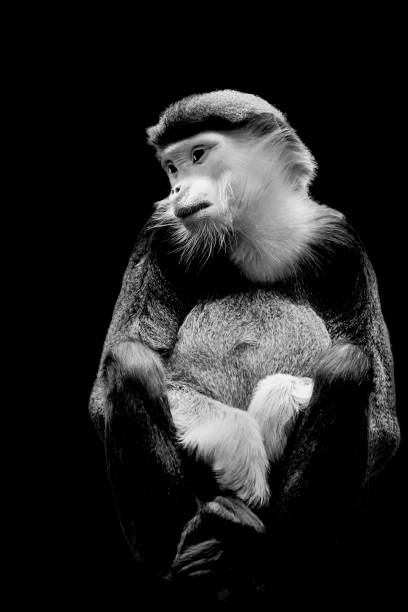 istock Grayscale shot of an adorable monkey 1438075963