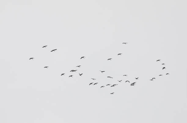 istock Low angle shot of a flying bird flock on a misty weather 1438076418