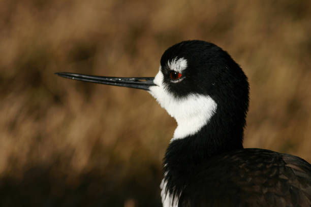 istock Selective focus of the Black winged stilt bird 1438076705