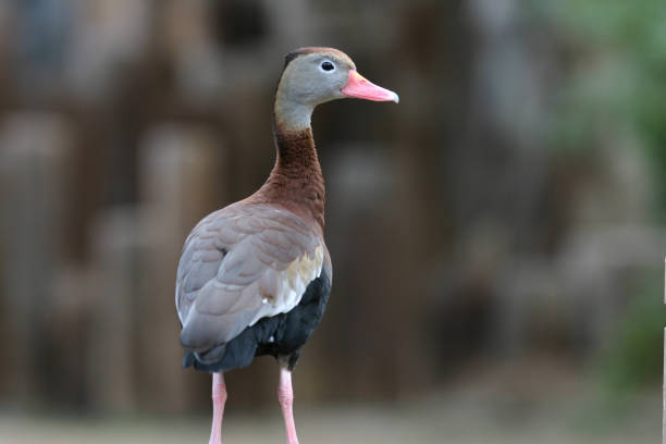 istock Adorable and colorful duck in the zoo 1438076711