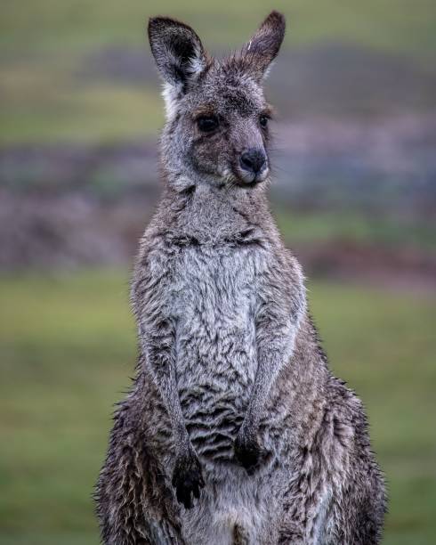 istock Vertical shot of an Eastern grey kangaroo in Brisbane, Australia 1438076735