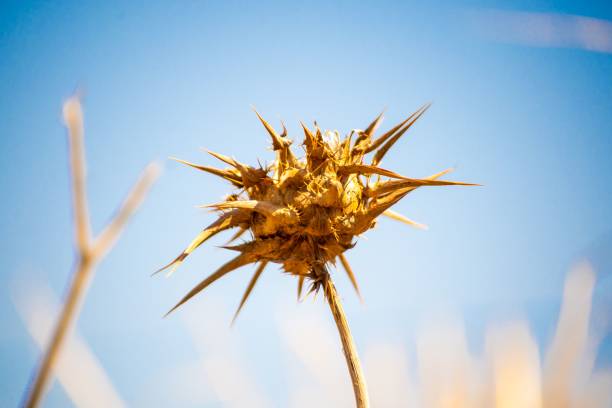 Thistle dry flower isolated with blue sky background. With copy space for postcards, wallpaper.