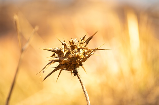 Thistle dry flower isolated with blurred background. With copy space for postcards, wallpaper.