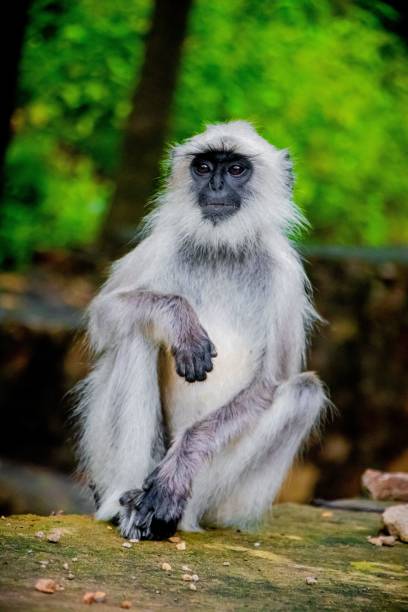 istock Vertical close-up shot of a gray langur in the forest 1438077683
