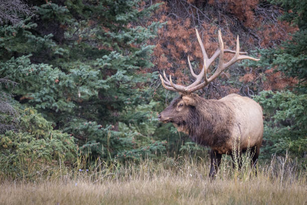 istock Closeup shot of a wapiti deer in a forest 1438077978