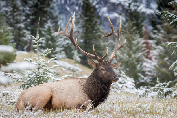 istock Endearing wapiti deer in a snowy field 1438078094