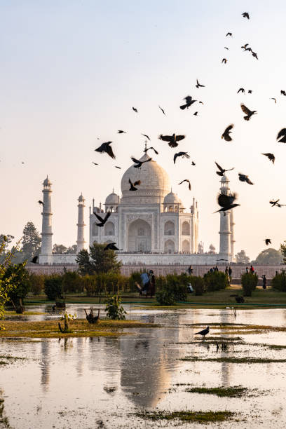 istock Birds flying in front of The Taj Mahal 1438078241