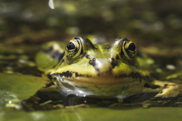 istock Selective focus shot of a green frog 1438078375