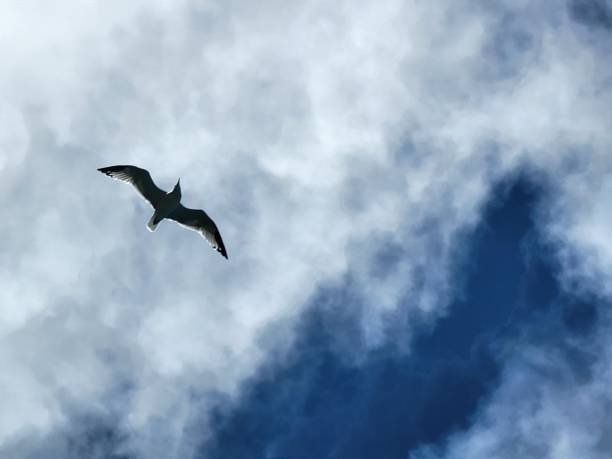 istock Low angle shot of a beautiful seagull flying in a blue sky with white clouds 1438078871