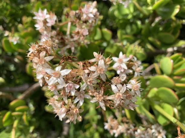 selective focus closeup of the crassula flowers - cactaceous imagens e fotografias de stock